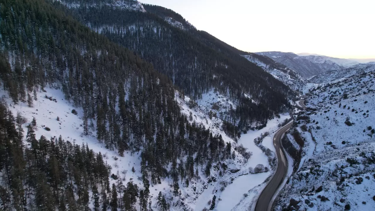 Erzurum Şenkaya'da kış güzelliği yaşandı, sarıçam ormanları beyaza büründü 2