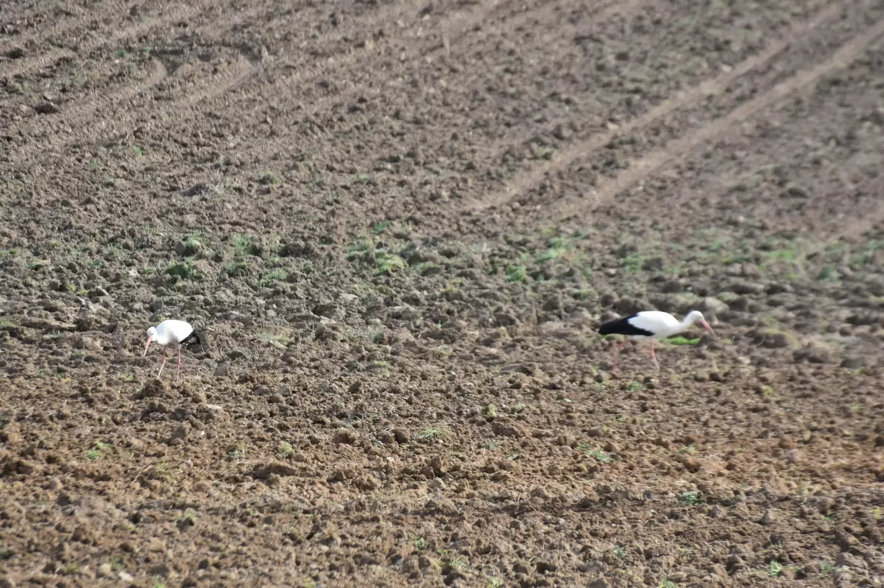 Leylekler döndü, Cuma Ovası’nda baharın kanat sesleri 3
