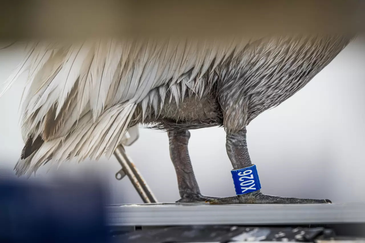 Gediz Deltası, zengin biyoçeşitliliğiyle doğaseverleri bekliyor 4