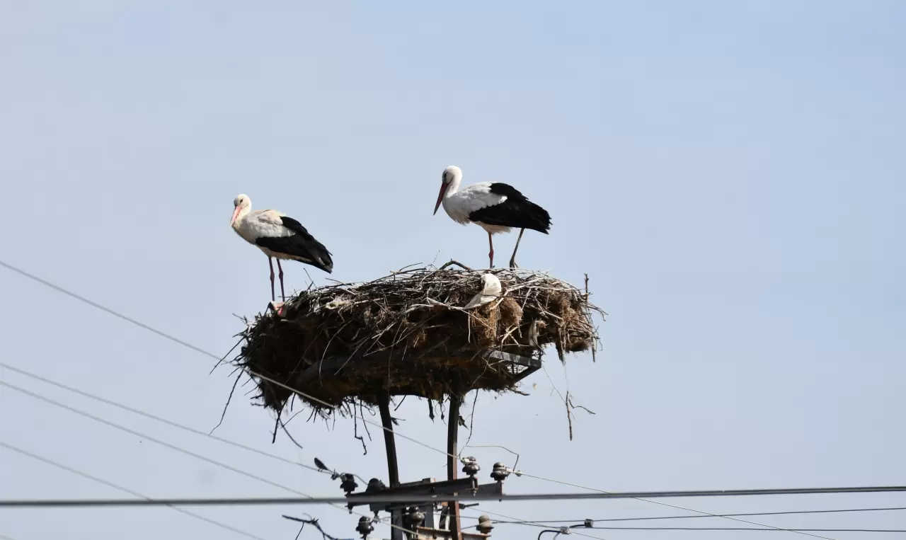 Leylekler döndü, Cuma Ovası’nda baharın kanat sesleri 1