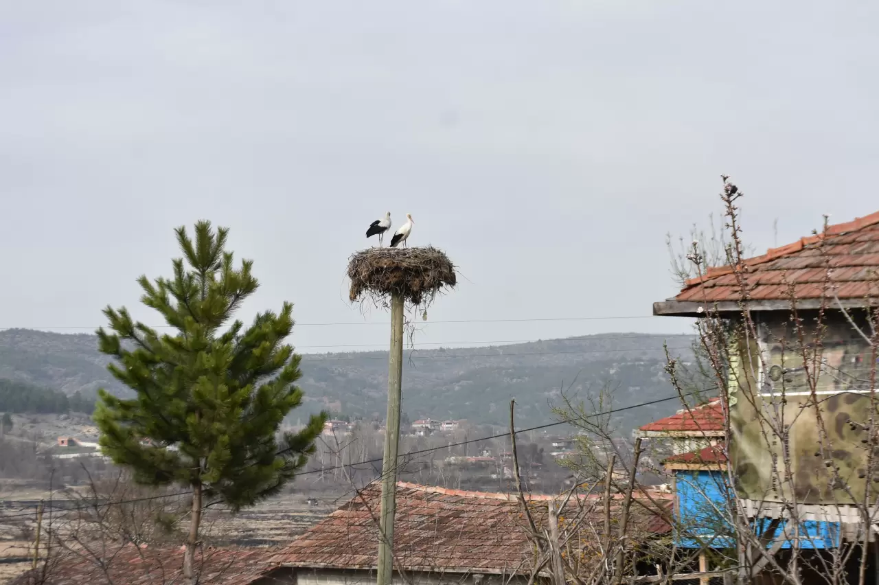 Leylekler döndü, Cuma Ovası’nda baharın kanat sesleri 5