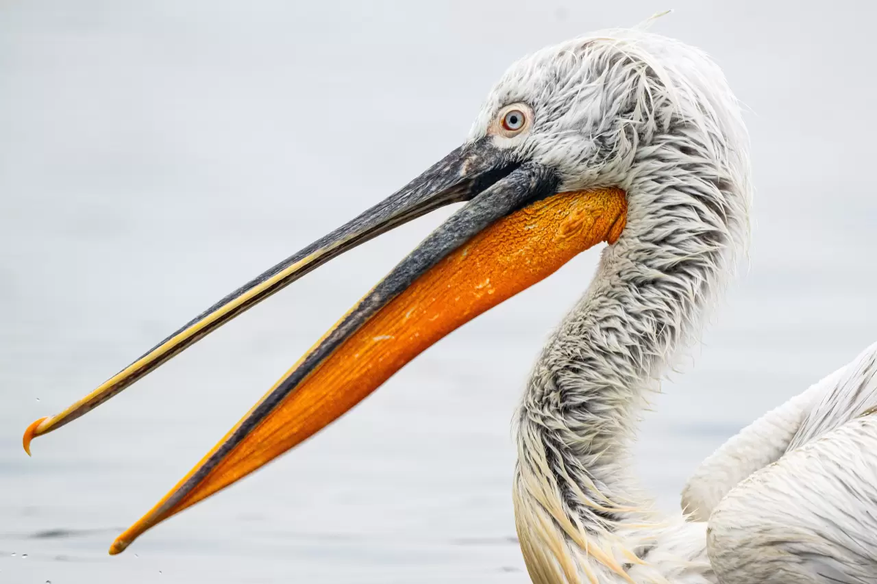 Gediz Deltası, zengin biyoçeşitliliğiyle doğaseverleri bekliyor 6