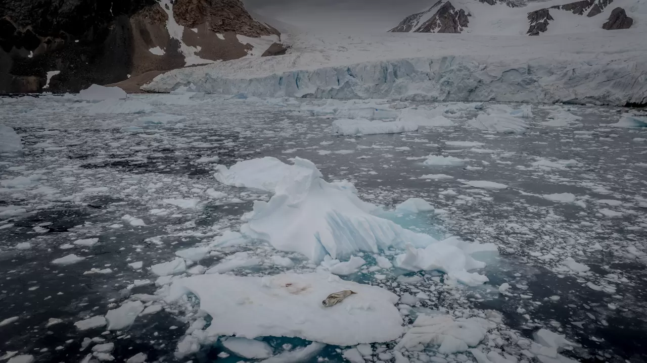 Antarktika'da kuş gribi ve deniz kirliliği, doğayı tehdit ediyor 4