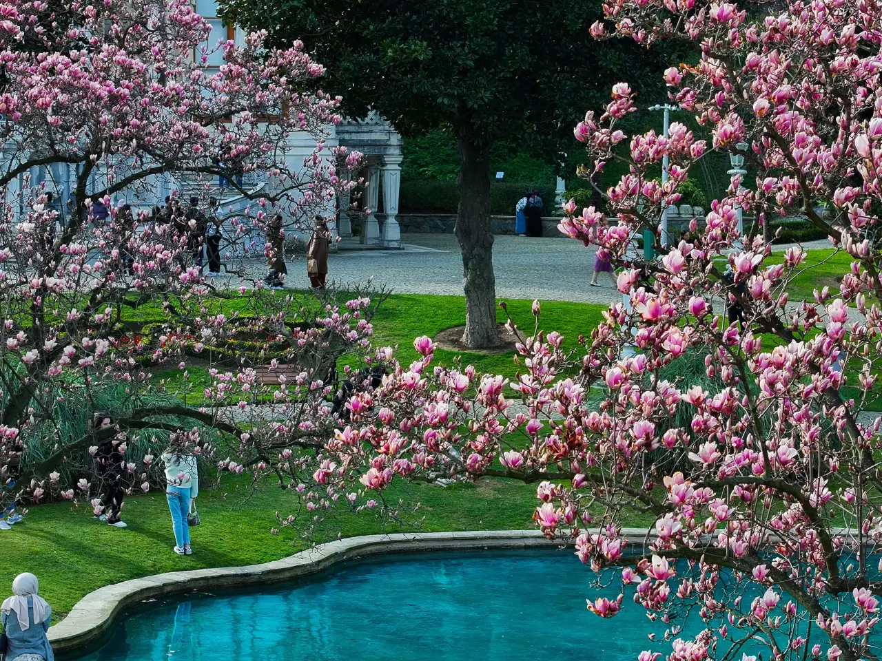 İstanbul’un saklı cenneti, Ihlamur Kasırları’nda manolyalar açtı 5