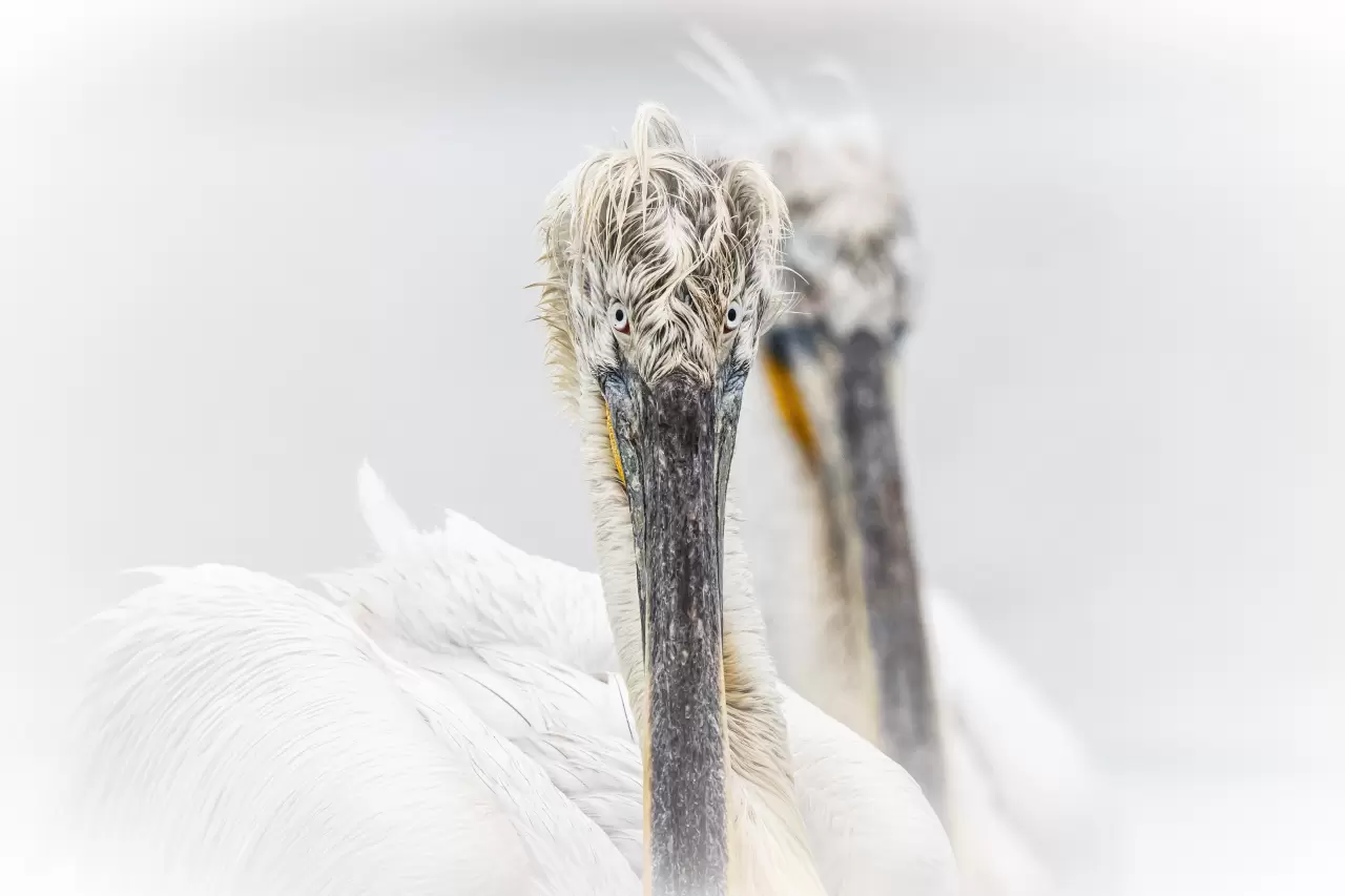 Gediz Deltası, zengin biyoçeşitliliğiyle doğaseverleri bekliyor 5