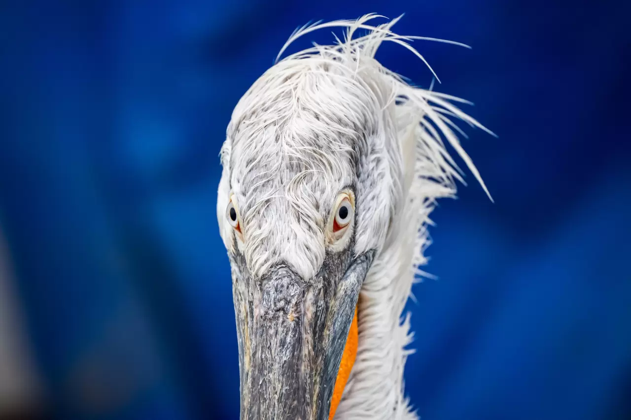 Gediz Deltası, zengin biyoçeşitliliğiyle doğaseverleri bekliyor 7