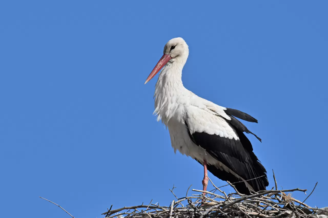 Gaziantep Oğuzeli’ndeki Doğanpınar Barajı'ndaki kuş zenginliği 5