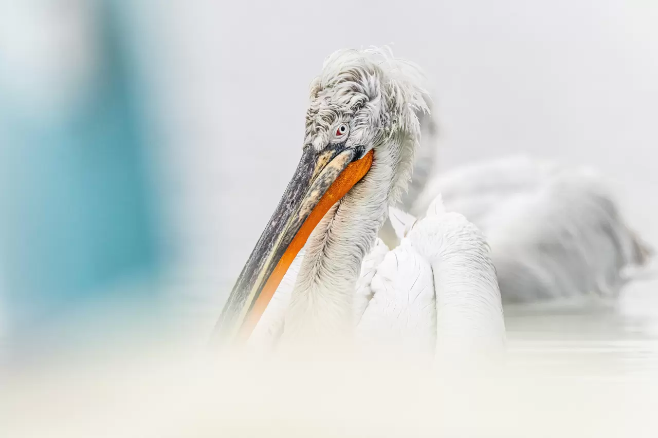 Gediz Deltası, zengin biyoçeşitliliğiyle doğaseverleri bekliyor 2