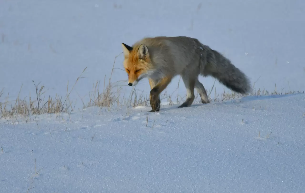 Kars'ta soğuk hava, yaban hayatını etkiliyor 2