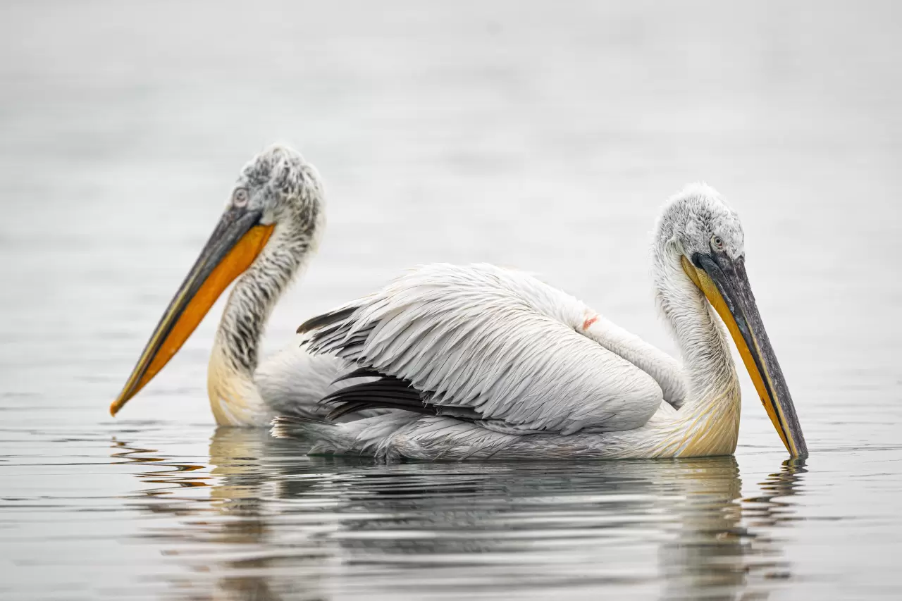 Gediz Deltası, zengin biyoçeşitliliğiyle doğaseverleri bekliyor 1