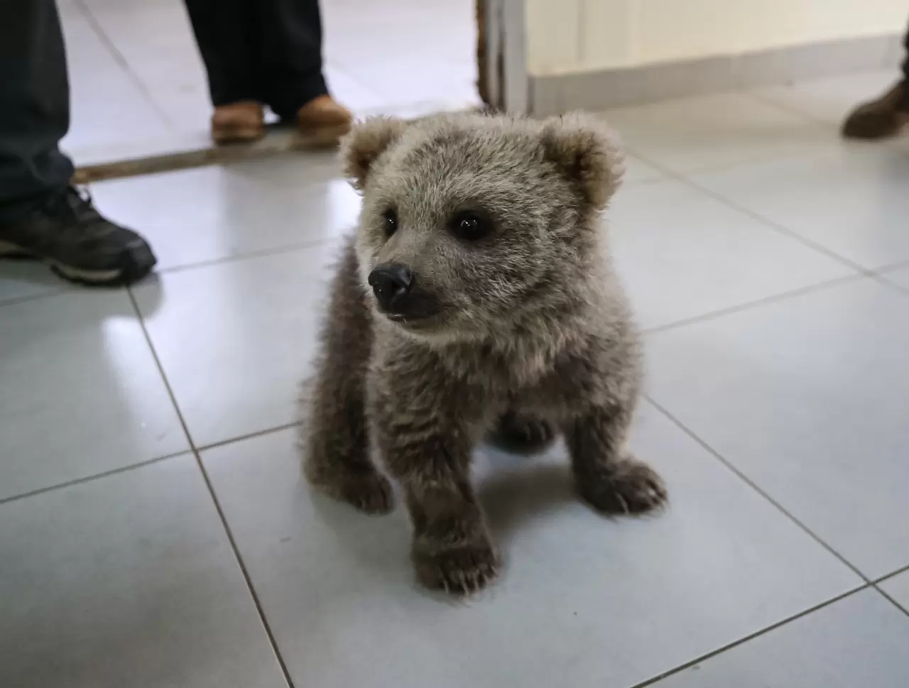 "Ayılara Özgürlük Projesi" ile 75 boz ayı güvenli alanda yaşıyor 1