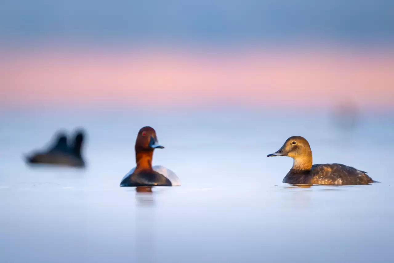 Uluabat Gölü'ndeki 11 ada kuşlara ev sahipliği yapıyor 1