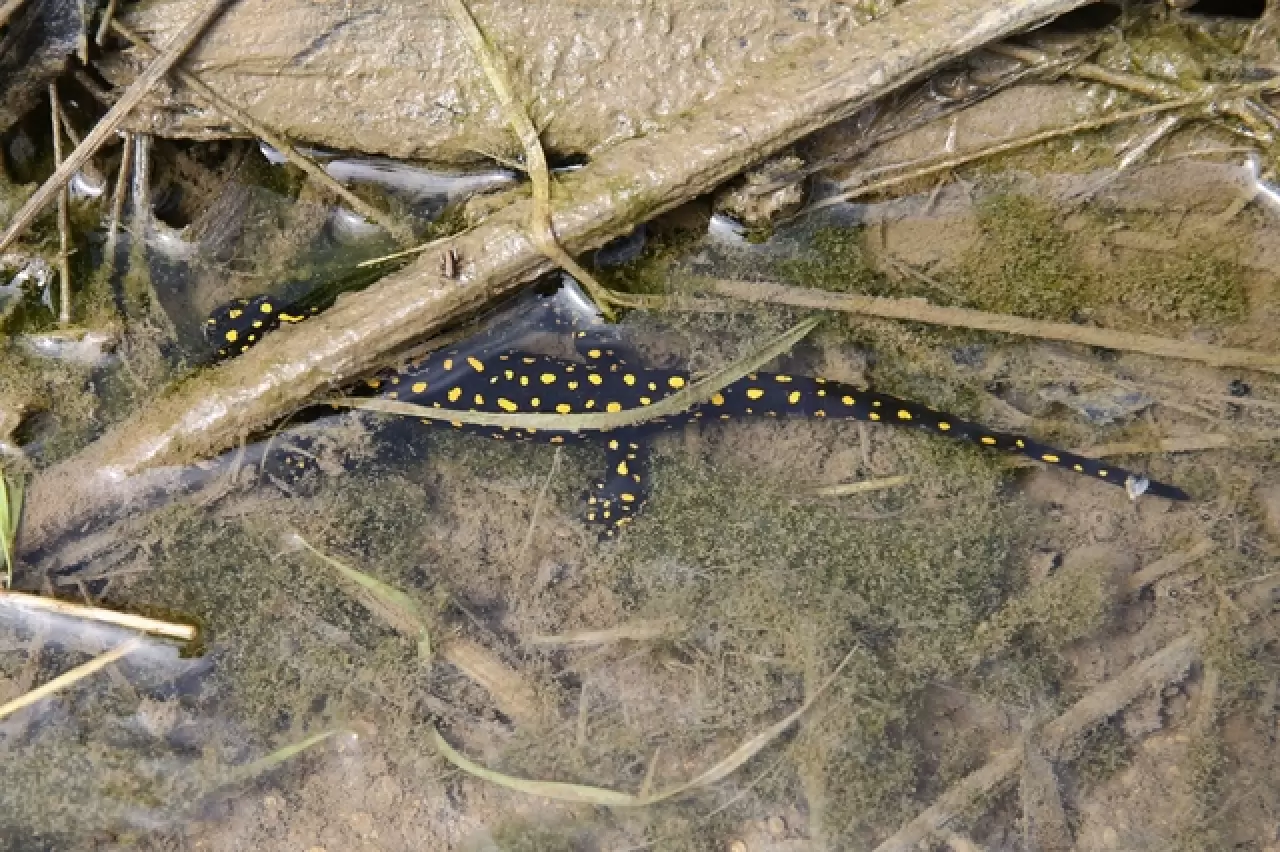 DOĞASEVERLERİN BACAVAN YAYLASI’NDAKİ YENİ KEŞFİ 1