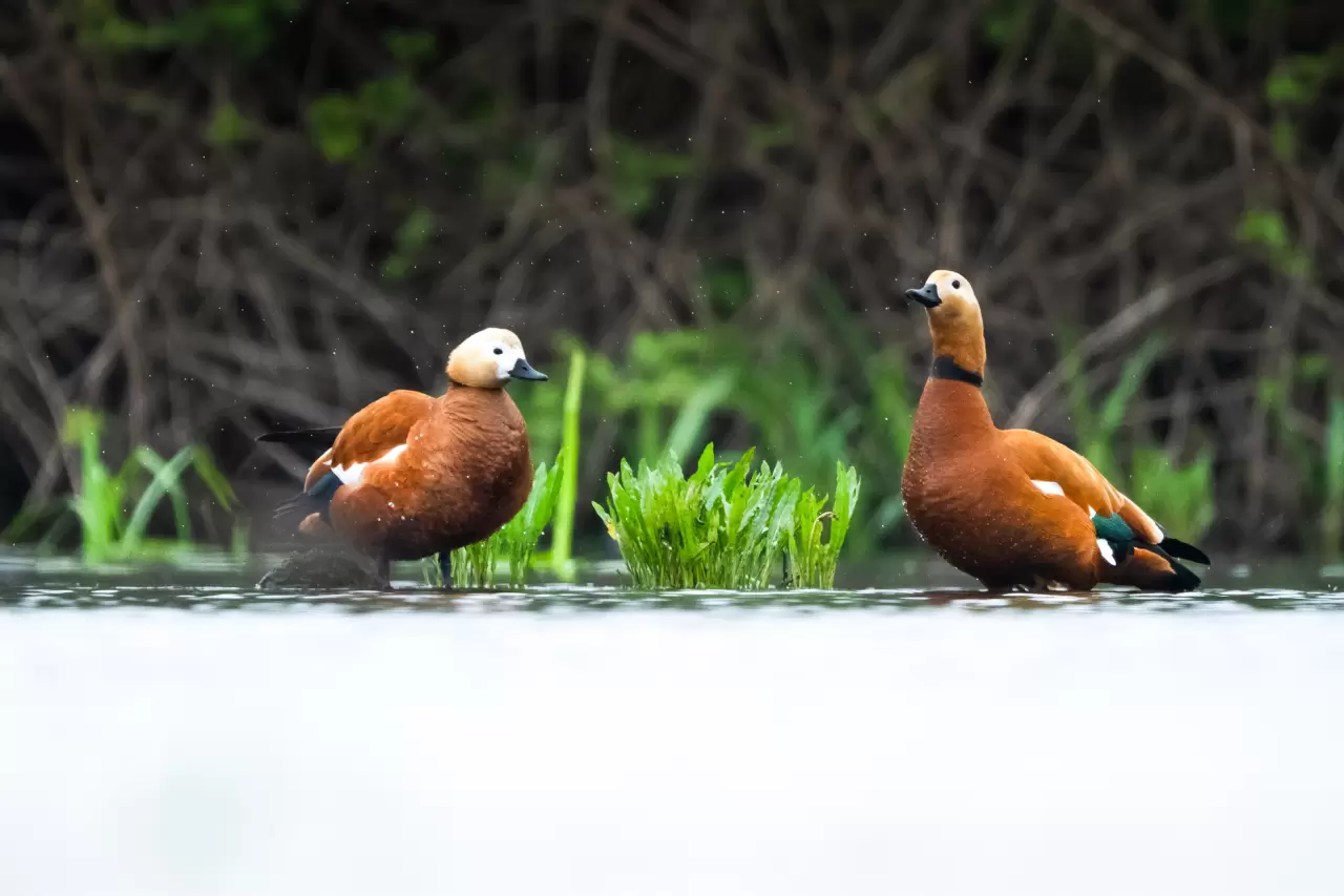 Uluabat Gölü'ndeki 11 ada kuşlara ev sahipliği yapıyor 3