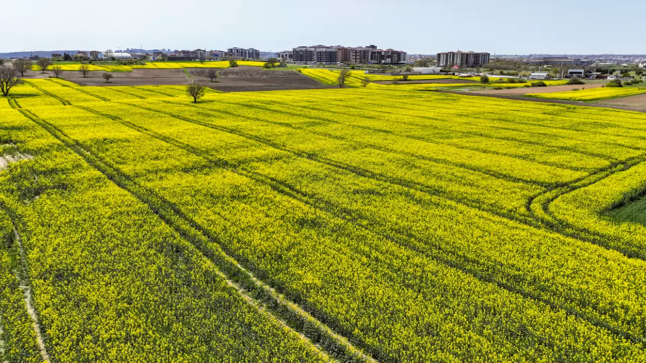 Tekirdağ'da kanola tarlalarından görsel şölen 2