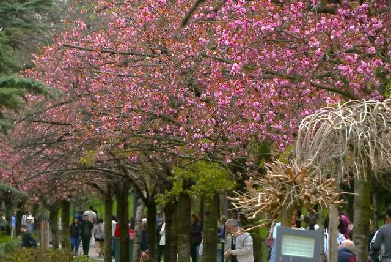 Ankara'da Dikmen Vadisi Japon kiraz ağacı sakuraların çiçek açmasıyla renklendi 4