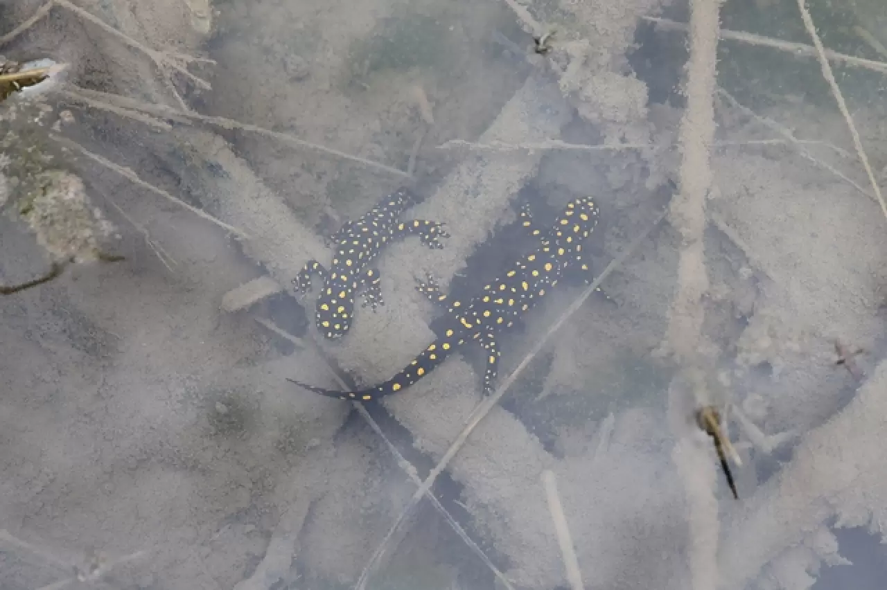 DOĞASEVERLERİN BACAVAN YAYLASI’NDAKİ YENİ KEŞFİ 4