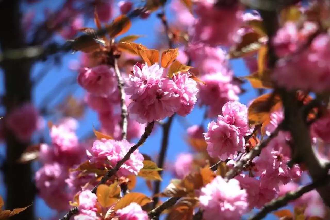Ankara'da Dikmen Vadisi Japon kiraz ağacı sakuraların çiçek açmasıyla renklendi 7