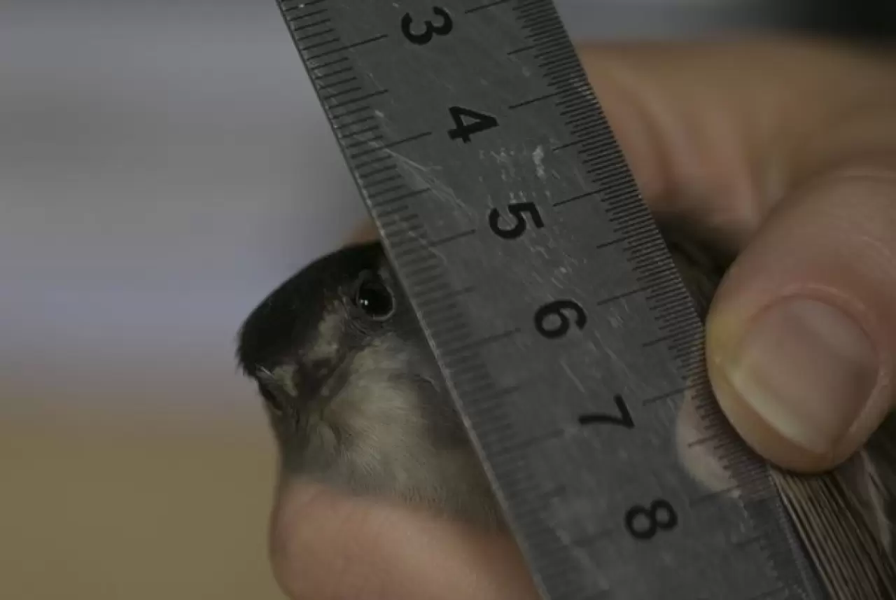 EYMİR KUŞ HALKALAMA İSTASYONU GÖÇ VERİLERİ SAĞLIYOR 6