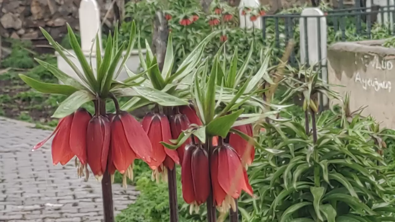 Van'da açan ters laleler ile kardelenler doğayı süsledi 5