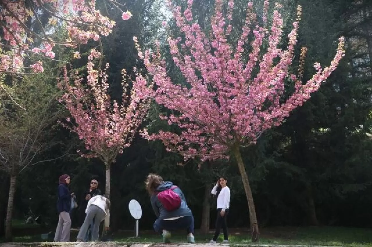 Ankara'da Dikmen Vadisi Japon kiraz ağacı sakuraların çiçek açmasıyla renklendi 6