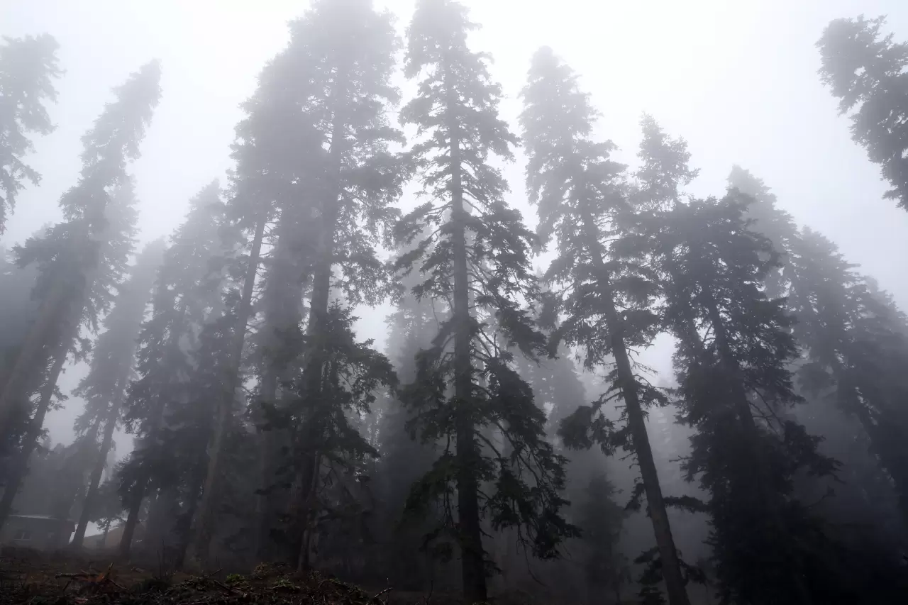 Ilgaz Dağı Kayak Merkezi'nde sis ve kar yağışı etkili oluyor 1