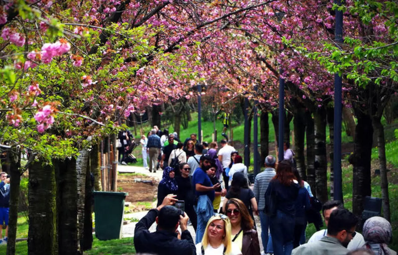 Ankara'da Dikmen Vadisi Japon kiraz ağacı sakuraların çiçek açmasıyla renklendi 5