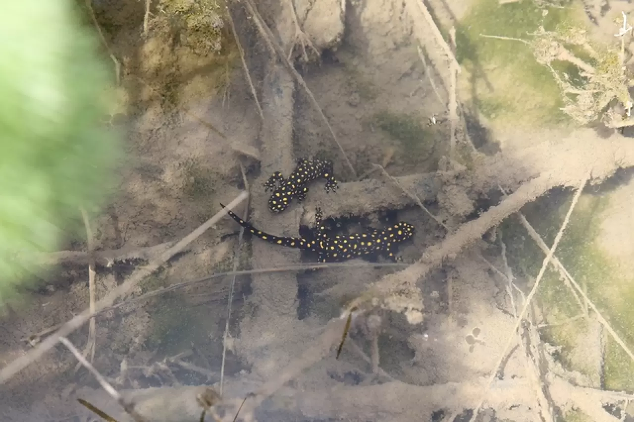 DOĞASEVERLERİN BACAVAN YAYLASI’NDAKİ YENİ KEŞFİ 8