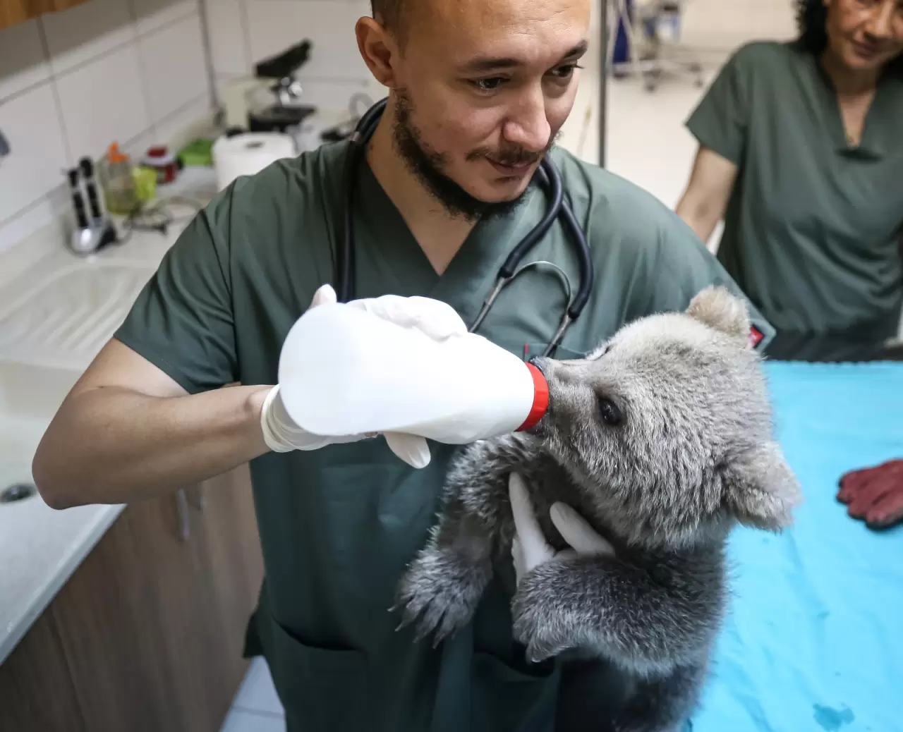 "Ayılara Özgürlük Projesi" ile 75 boz ayı güvenli alanda yaşıyor 8