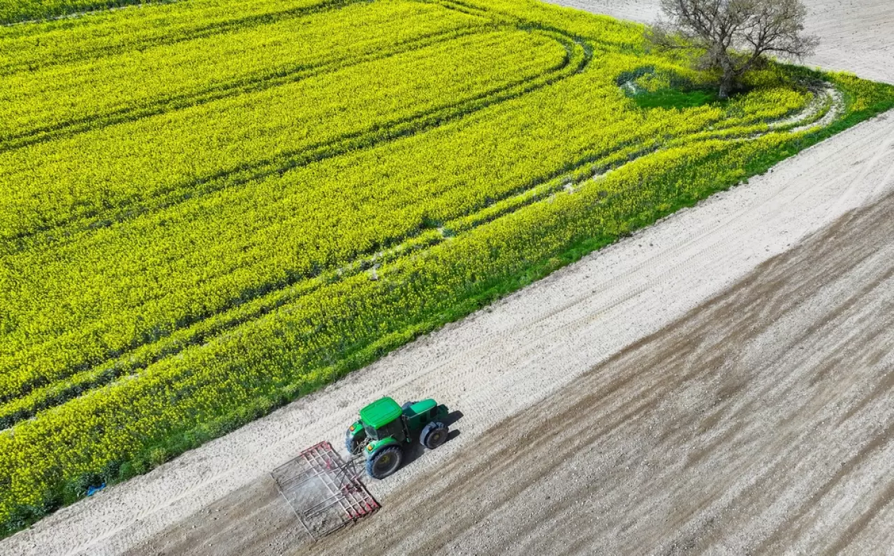Tekirdağ'da kanola tarlalarından görsel şölen 3