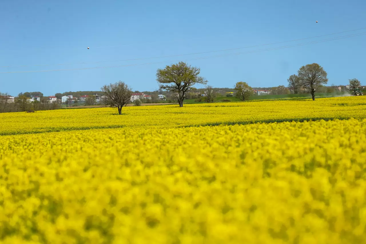 Tekirdağ'da kanola tarlalarından görsel şölen 1
