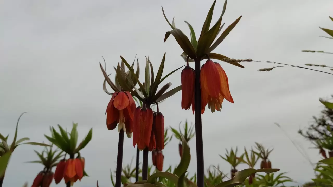 Van'da açan ters laleler ile kardelenler doğayı süsledi 2