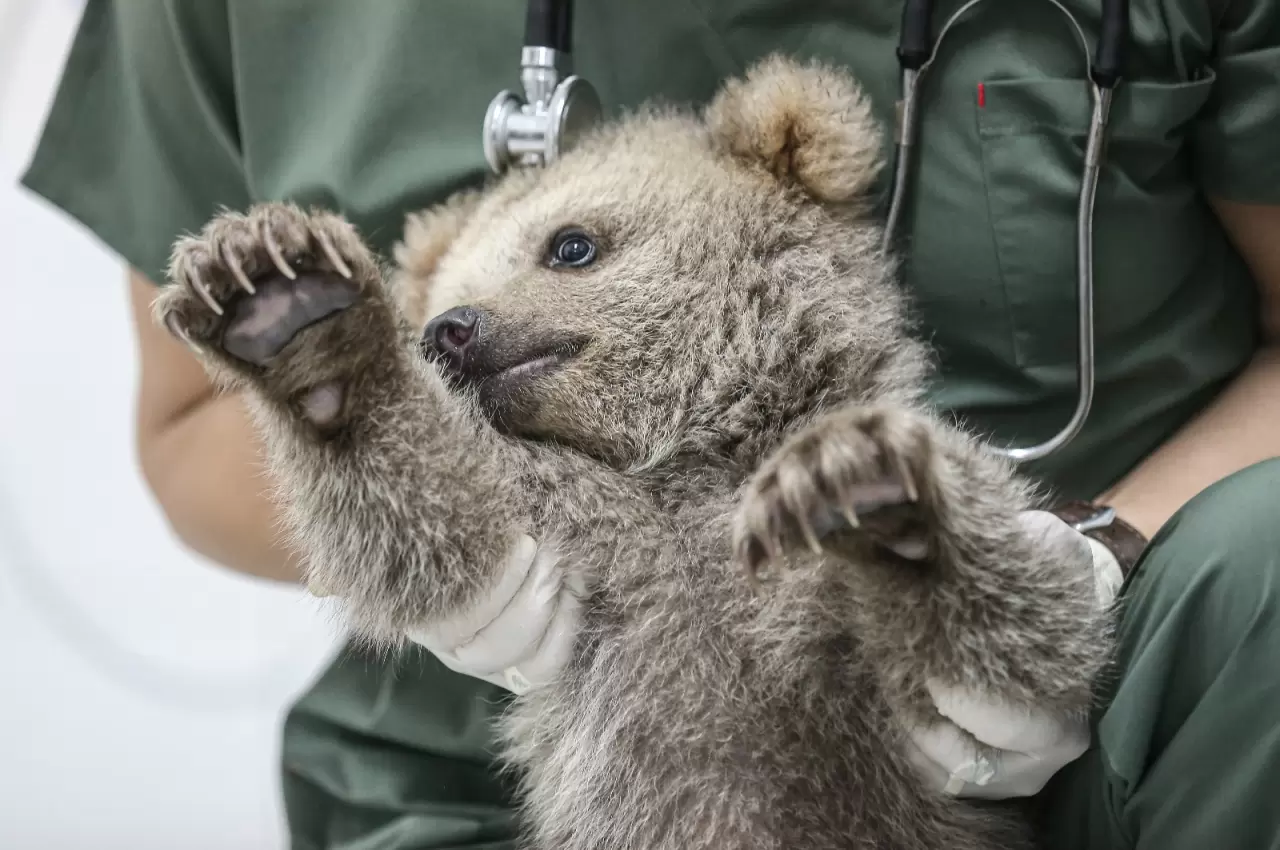 "Ayılara Özgürlük Projesi" ile 75 boz ayı güvenli alanda yaşıyor 4