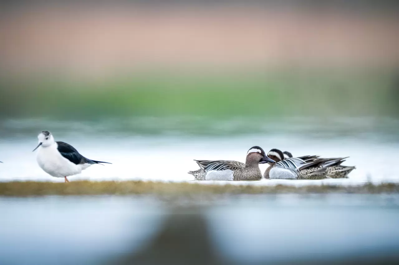Uluabat Gölü'ndeki 11 ada kuşlara ev sahipliği yapıyor 4