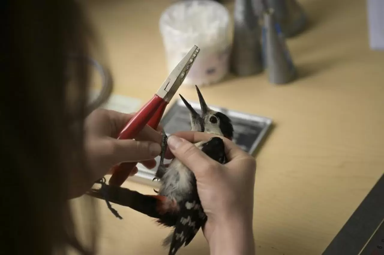 EYMİR KUŞ HALKALAMA İSTASYONU GÖÇ VERİLERİ SAĞLIYOR 4