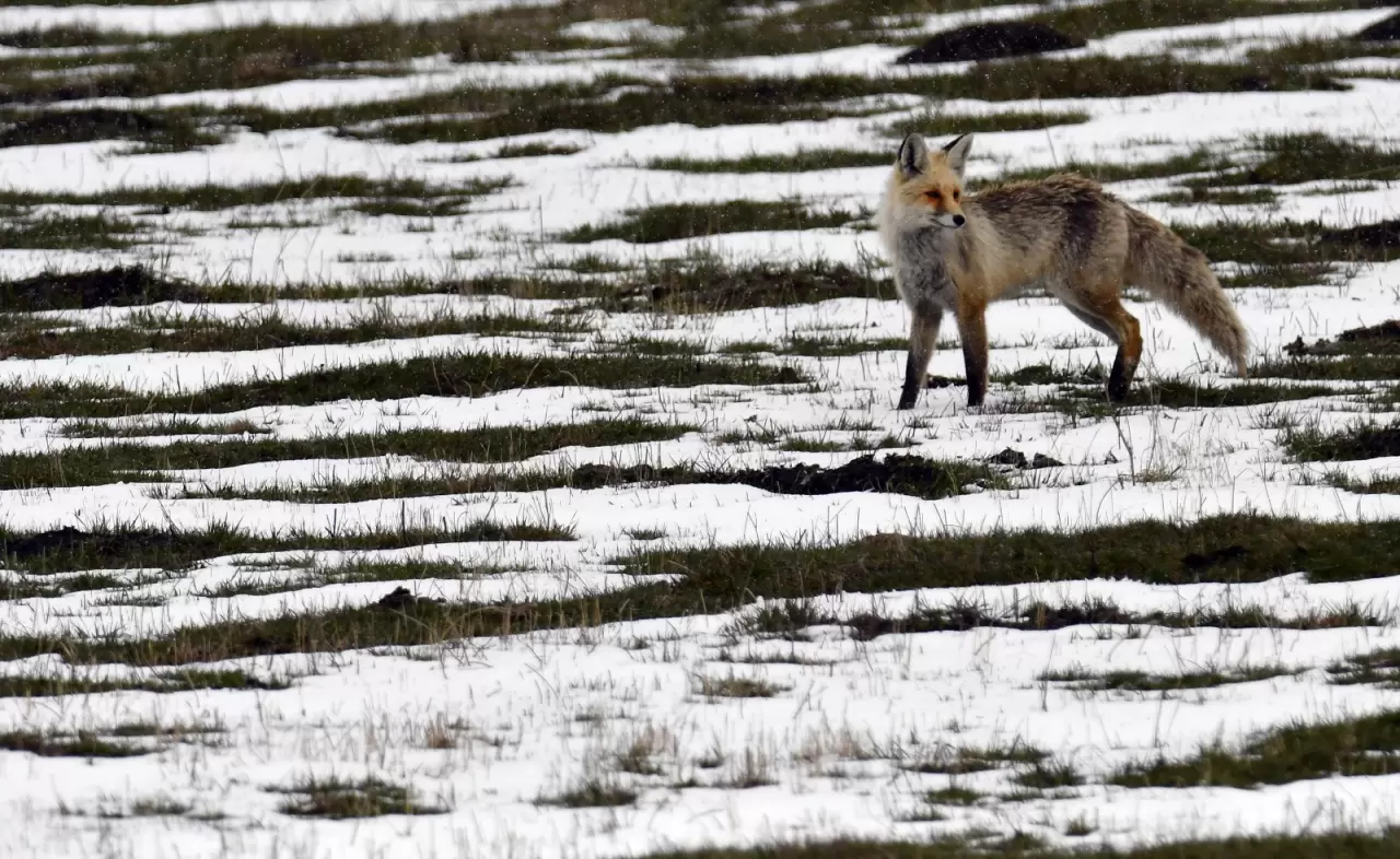 Sarıkamış'ta yaban hayvanları karlı arazide yiyecek aradı 2