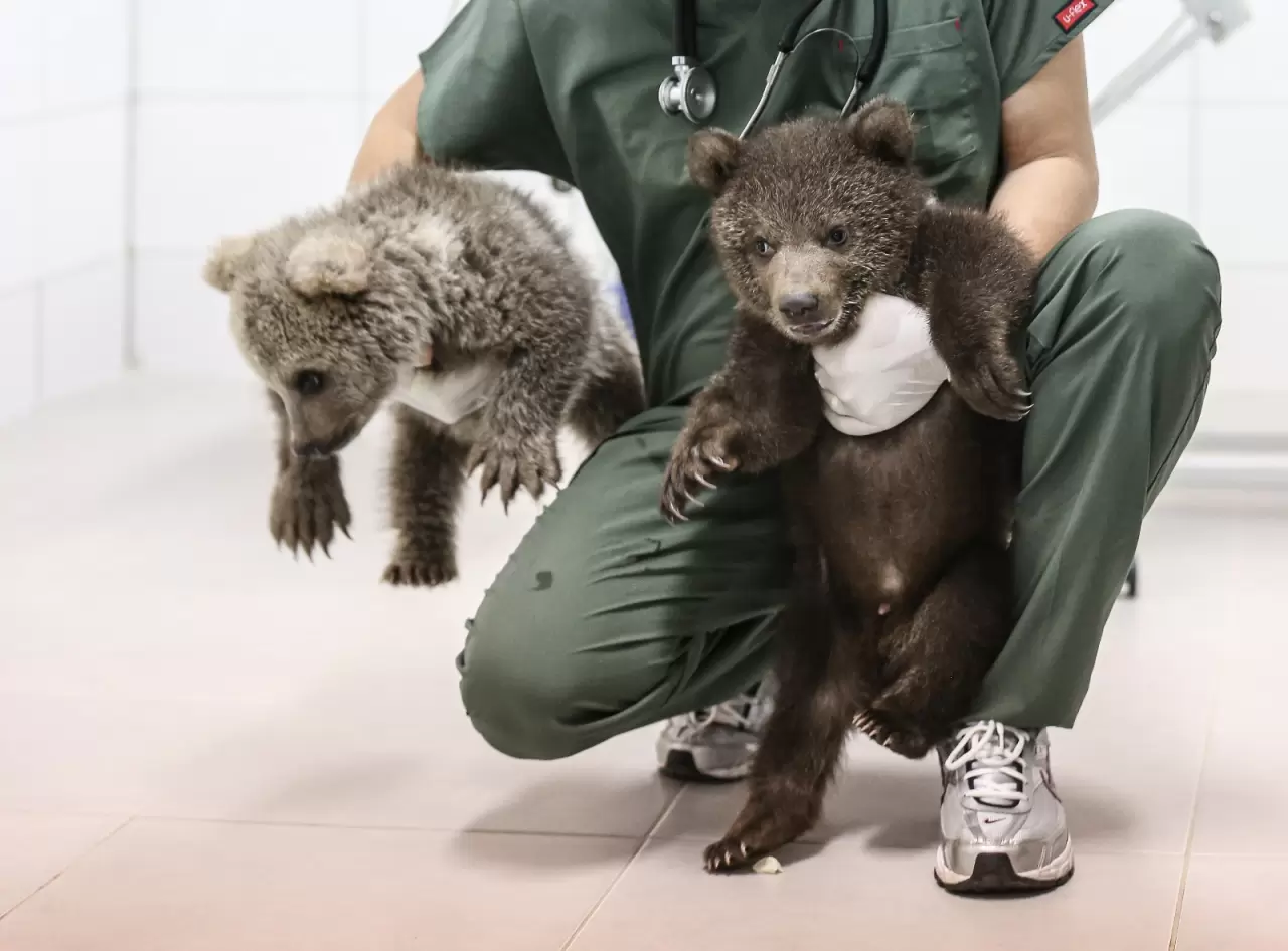 "Ayılara Özgürlük Projesi" ile 75 boz ayı güvenli alanda yaşıyor 6