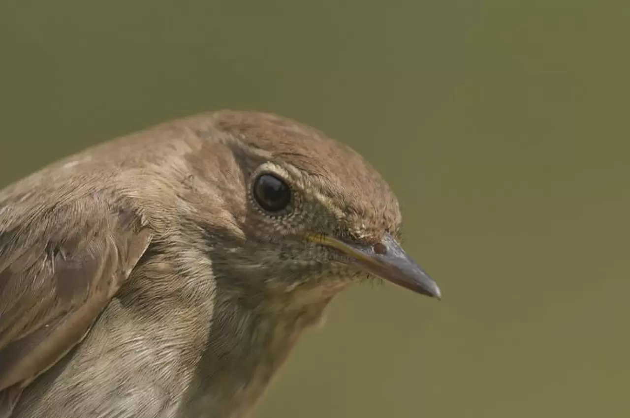EYMİR KUŞ HALKALAMA İSTASYONU GÖÇ VERİLERİ SAĞLIYOR 2