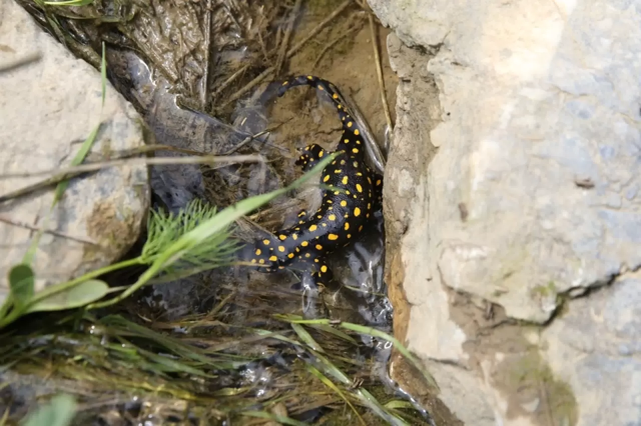 DOĞASEVERLERİN BACAVAN YAYLASI’NDAKİ YENİ KEŞFİ 10