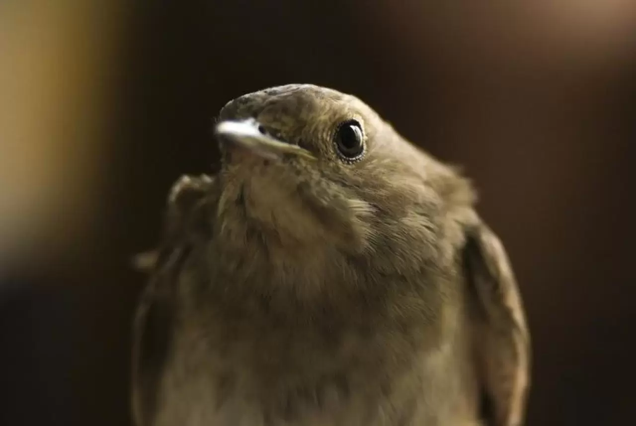 EYMİR KUŞ HALKALAMA İSTASYONU GÖÇ VERİLERİ SAĞLIYOR 5