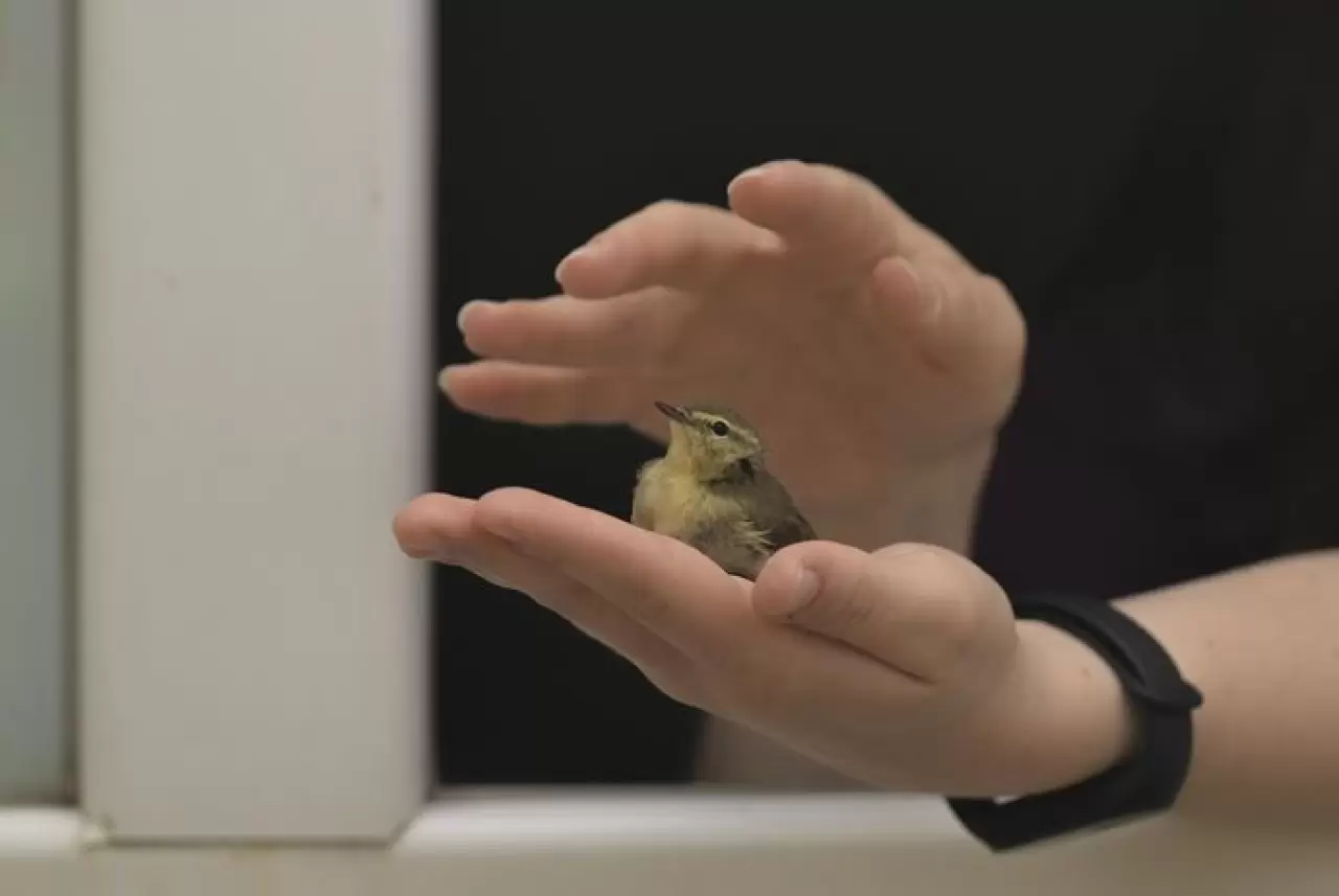 EYMİR KUŞ HALKALAMA İSTASYONU GÖÇ VERİLERİ SAĞLIYOR 3