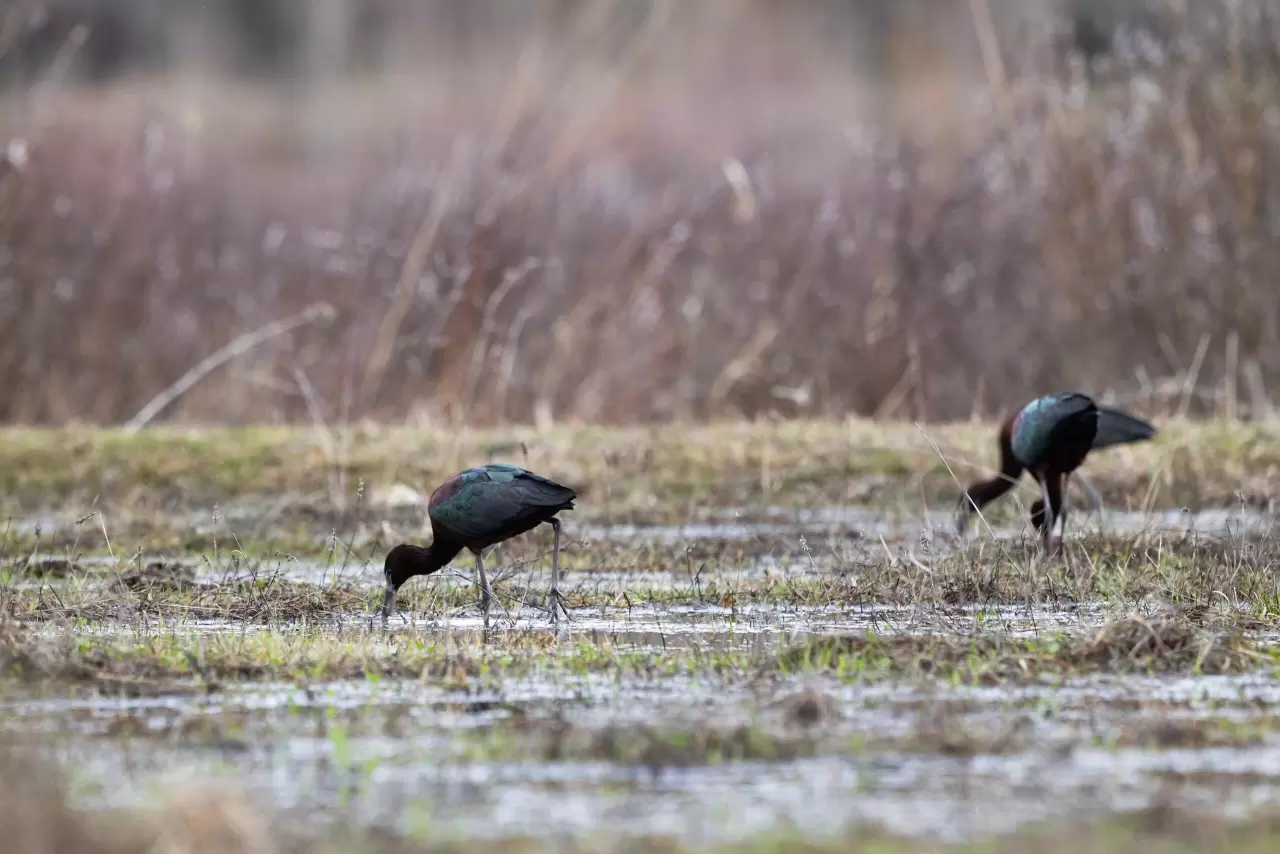 Nesli azalan Çeltikçi kuşları, Tunceli’de ilk defa görüntülendi 2