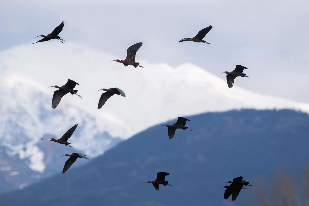 Nesli azalan Çeltikçi kuşları, Tunceli’de ilk defa görüntülendi 1