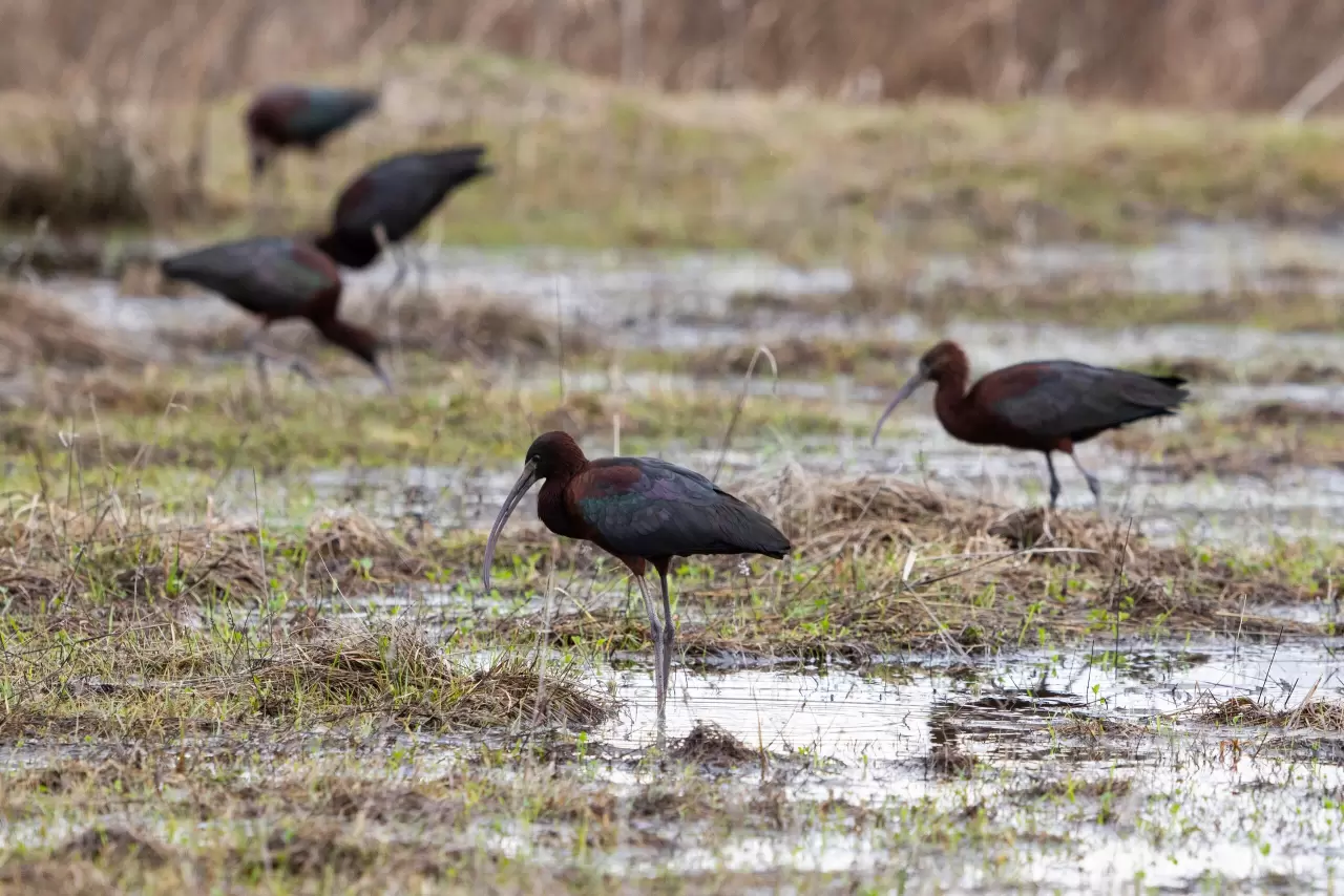 Nesli azalan Çeltikçi kuşları, Tunceli’de ilk defa görüntülendi 3