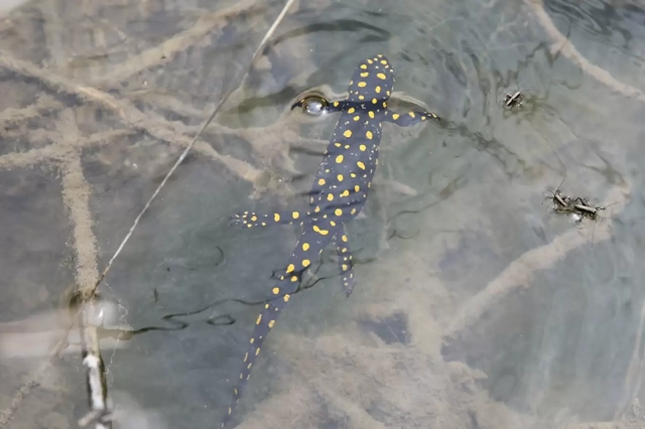 DOĞASEVERLERİN BACAVAN YAYLASI’NDAKİ YENİ KEŞFİ 5