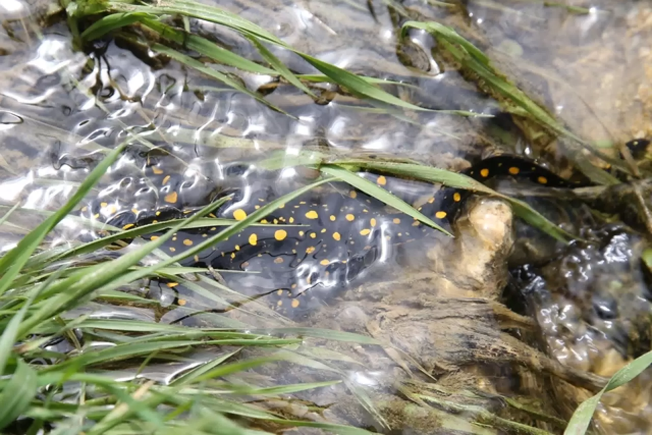 DOĞASEVERLERİN BACAVAN YAYLASI’NDAKİ YENİ KEŞFİ 6