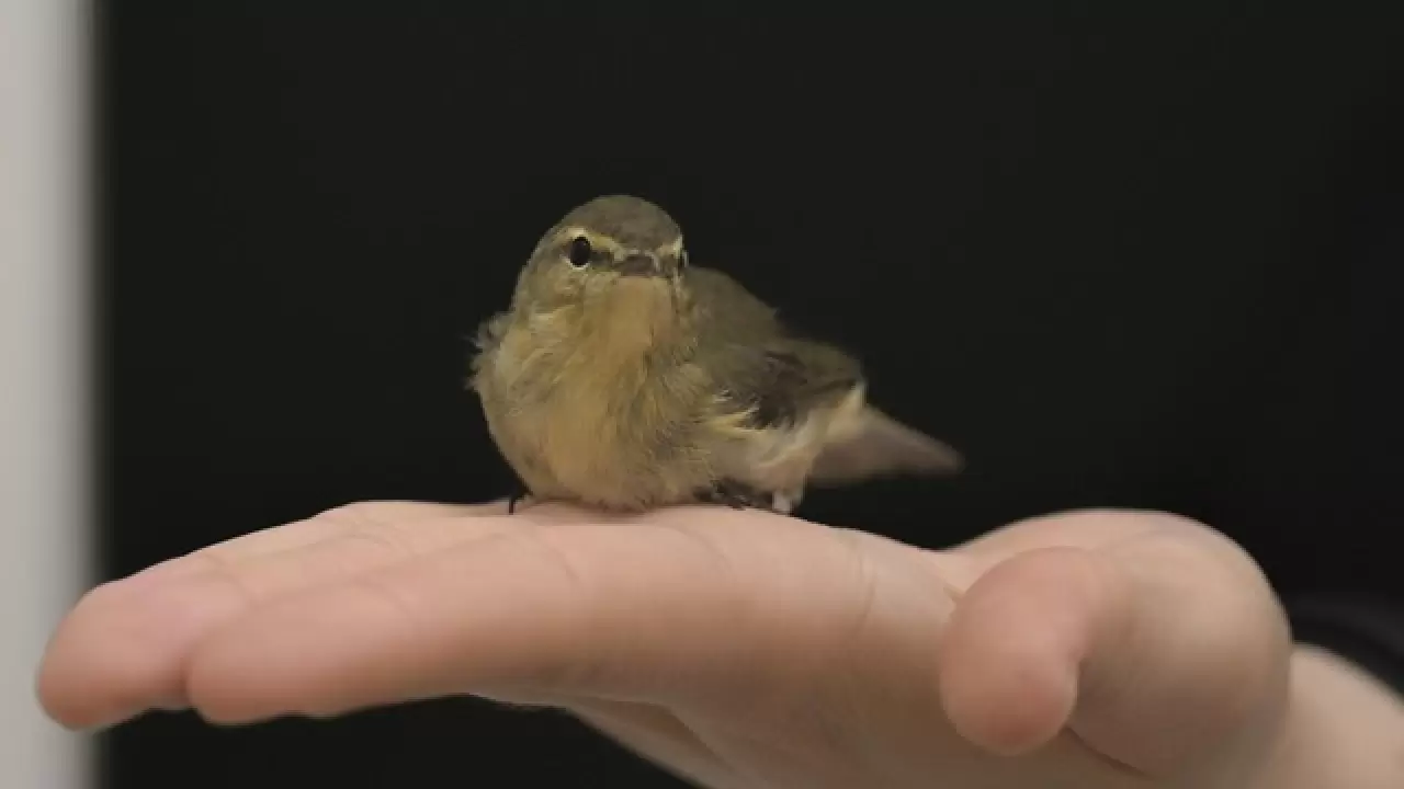 EYMİR KUŞ HALKALAMA İSTASYONU GÖÇ VERİLERİ SAĞLIYOR 1