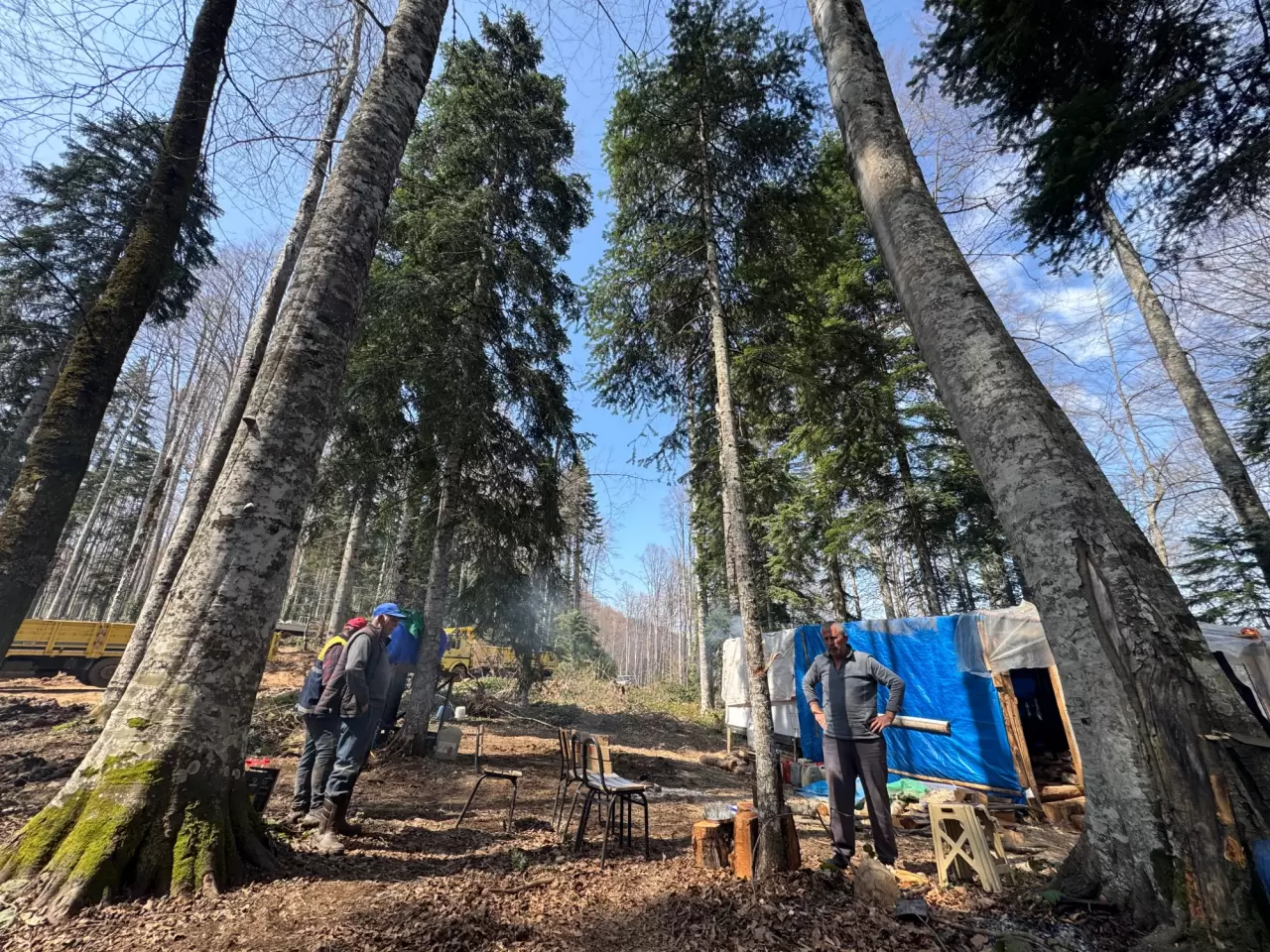 Bartın'ın orman işçileri engel tanımadan çalışıyor 1