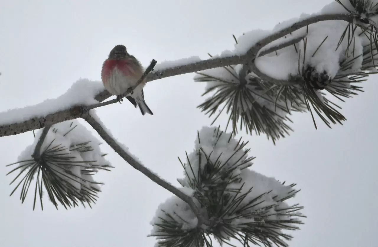 Sarıkamış'ta yaban hayvanları karlı arazide yiyecek aradı 4