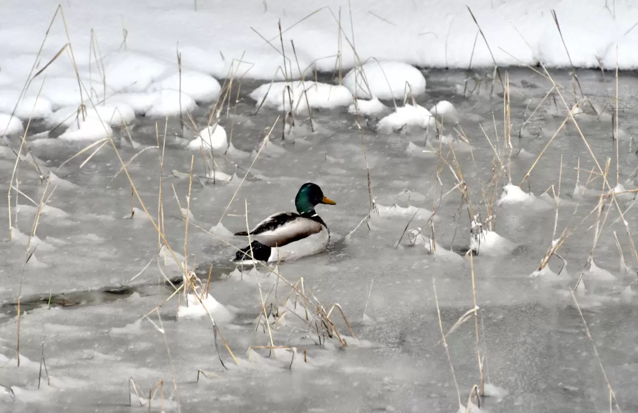 Sarıkamış'ta yaban hayvanları karlı arazide yiyecek aradı 5